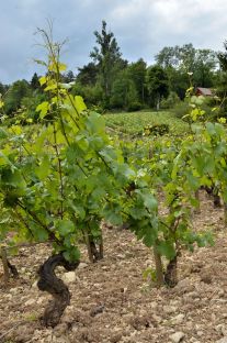 Vineyard (Volnay) © Alison Jordan