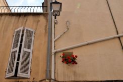 Peeping flowers (Aix-en-Provence) © Alison Jordan