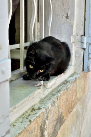 Le chat noir (Arles) © Alison Jordan